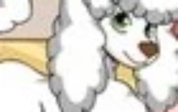 贵宾犬美容大赛
