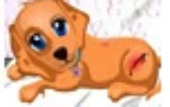 帮助狗狗恢复健康