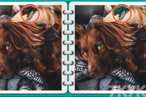 《找茬高手》游戏截图1 《找茬高手》游戏截图1