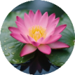 花儿消除