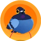 疯狂的鸽子魔性