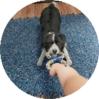 狗狗模拟养成计划