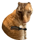 给猫咪梳毛
