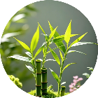 杂交版植对战2经典