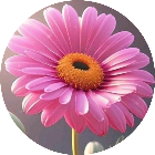 花朵消消<em>游戏</em>