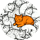全民寻找猫猫