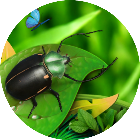 有趣虫子休闲闯关