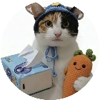 萝卜纸巾猫挑战