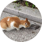 喵喵快看