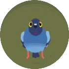 疯狂的鸽子手机版