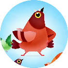 疯狂的节奏鸽子