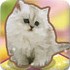 猫咪小屋