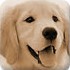 丢失的金毛犬