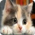小猫咪拼图