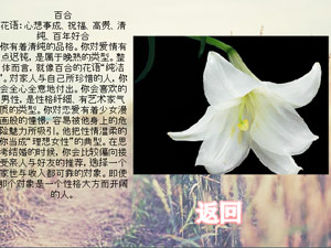 测测你是哪朵花
